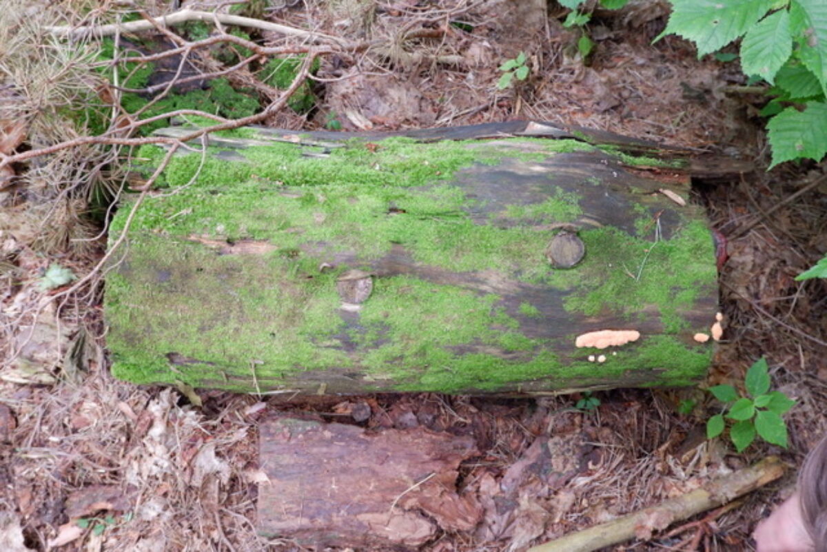 Image of the research project Algorithms & Slimes by Ren Loren Britton