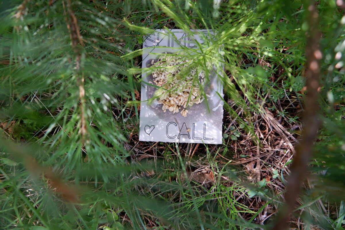 Image of the research project Algorithms & Slimes by Ren Loren Britton